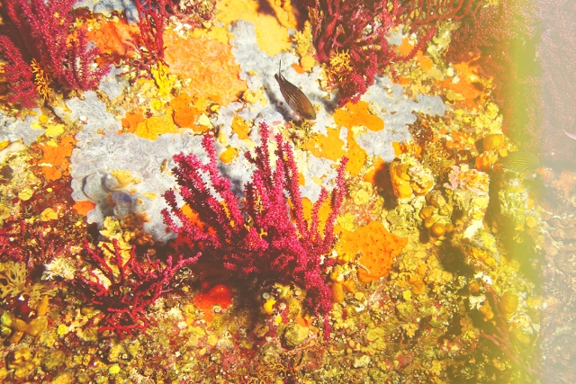  La belleza de nuestro fondo marino 